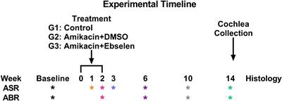 A Novel Mouse Model of Aminoglycoside-Induced Hyperacusis and Tinnitus